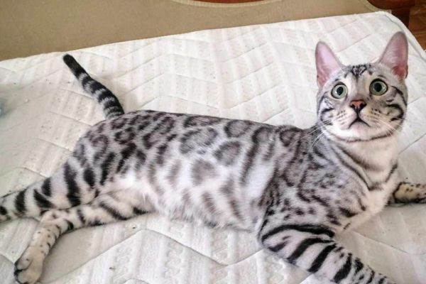 Bengala gattini in vendita bengalagattiniinvendita1.jpg