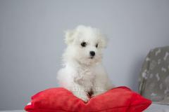 Maltese TOY disponibile MalteseTOYdisponibile12.jpg Maltese TOY disponibile MalteseTOYdisponibile12.jpg