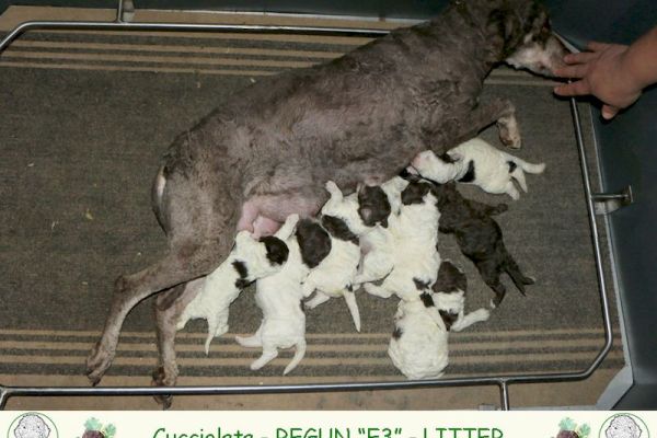 Lagotto romagnolo cuccioli lagottoromagnolocuccioli.jpg