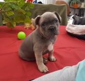 Französische Bulldogge FranzsischeBulldogge.jpg Französische Bulldogge FranzsischeBulldogge.jpg