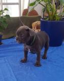Französische Bulldogge FranzsischeBulldogge1.jpg Französische Bulldogge FranzsischeBulldogge1.jpg