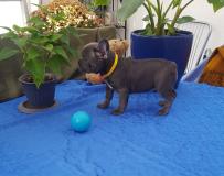 Französische Bulldogge FranzsischeBulldogge12.jpg Französische Bulldogge FranzsischeBulldogge12.jpg