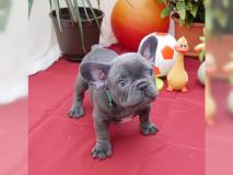 Französische Bulldogge FranzsischeBulldogge123.jpg Französische Bulldogge FranzsischeBulldogge123.jpg