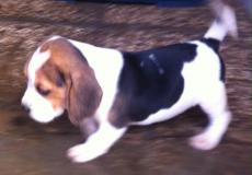 cuccioli di beagle 2 mesi cucciolidibeagle2mesi.jpg cuccioli di beagle 2 mesi cucciolidibeagle2mesi.jpg