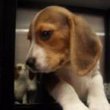 cuccioli di beagle 2 mesi cucciolidibeagle2mesi1.jpg cuccioli di beagle 2 mesi cucciolidibeagle2mesi1.jpg