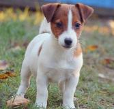 Adorabili cuccioli di Jack russell AdorabilicucciolidiJackrussell1.jpg Adorabili cuccioli di Jack russell AdorabilicucciolidiJackrussell1.jpg