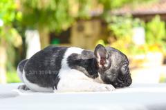 Cucciola di French Bulldog bianca nera CuccioladiFrenchBulldogbiancanera123.jpg