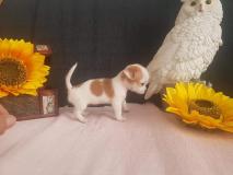 Chihuahua femmina Mosca ChihuahuafemminaMosca.jpg Chihuahua femmina Mosca ChihuahuafemminaMosca.jpg