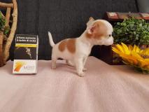 Chihuahua femmina Mosca ChihuahuafemminaMosca123.jpg Chihuahua femmina Mosca ChihuahuafemminaMosca123.jpg