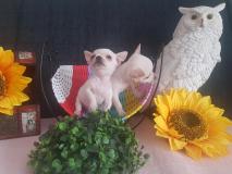 Dispongo di cucciolo di chihuahua maschi e femmine pelo corto e pelo lungo Toy DispongodicucciolodichihuahuamaschiefemminepelocortoepelolungoToy-5b9fac97d1788.jpg Dispongo di cucciolo di chihuahua maschi e femmine pelo corto e pelo lungo Toy DispongodicucciolodichihuahuamaschiefemminepelocortoepelolungoToy-5b9fac97d1788.jpg