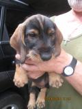 cuccioli bassotto tedesco standard a pelo duro cucciolibassottotedescostandardapeloduro-5b2eba6da9e4a.jpg cuccioli bassotto tedesco standard a pelo duro cucciolibassottotedescostandardapeloduro-5b2eba6da9e4a.jpg