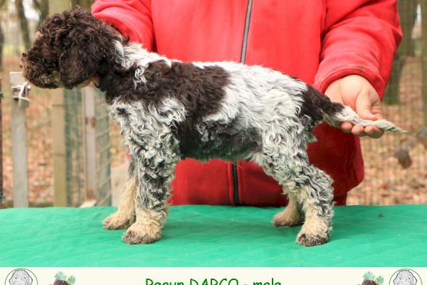 Cuccioli di lagotto romagnolo cucciolidilagottoromagnolo1.jpg