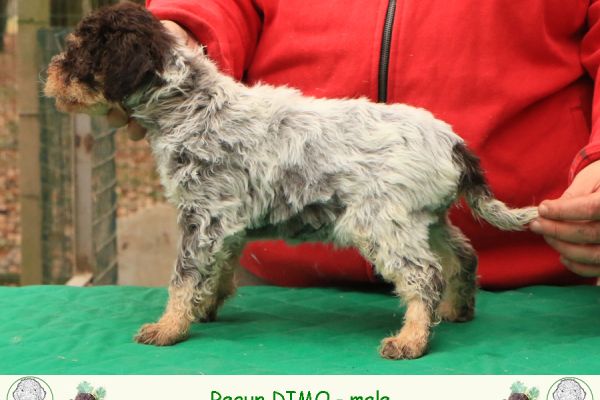 Cuccioli di lagotto romagnolo cucciolidilagottoromagnolo12345.jpg