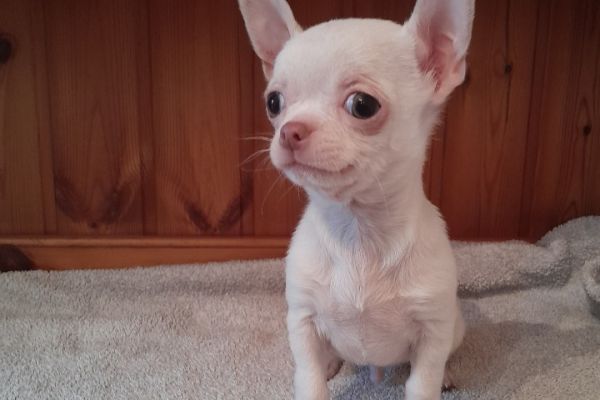 Chihuahua chihuahua12.jpg