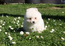 Preziosi cuccioli pomeranian Preziosicucciolipomeranian.jpg Preziosi cuccioli pomeranian Preziosicucciolipomeranian.jpg