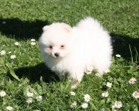 Preziosi cuccioli pomeranian Preziosicucciolipomeranian1.jpg Preziosi cuccioli pomeranian Preziosicucciolipomeranian1.jpg