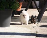 Preziosi cuccioli pomeranian Preziosicucciolipomeranian12.jpg Preziosi cuccioli pomeranian Preziosicucciolipomeranian12.jpg