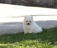 Preziosi cuccioli pomeranian Preziosicucciolipomeranian123.jpg Preziosi cuccioli pomeranian Preziosicucciolipomeranian123.jpg
