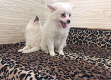 spitz nani spitznani1.jpg spitz nani spitznani1.jpg