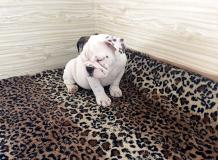 bulldog inglesi bulldoginglesi.jpg bulldog inglesi bulldoginglesi.jpg