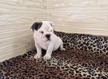 bulldog inglesi bulldoginglesi1.jpg bulldog inglesi bulldoginglesi1.jpg